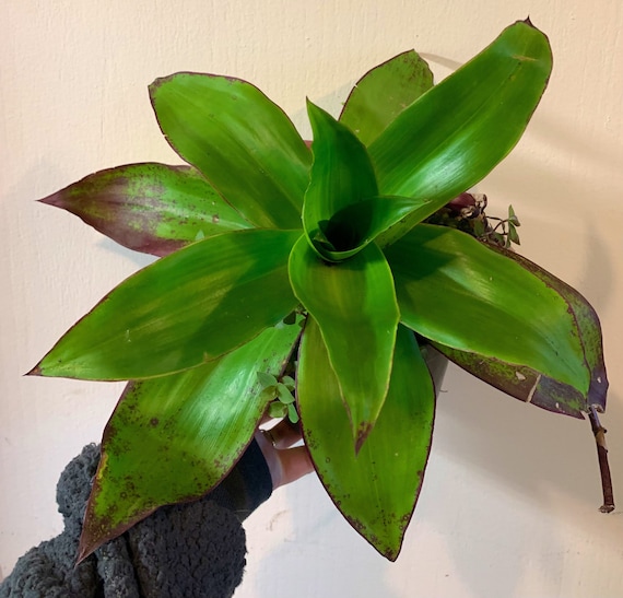 Callisia Fragrans Dragon Tail “Basket Plant”