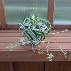 Curly Spider Plant “Bonnie”