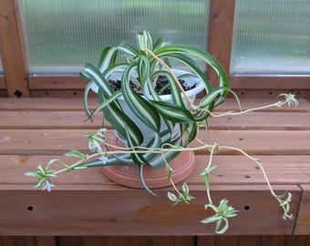 Curly Spider Plant “Bonnie”