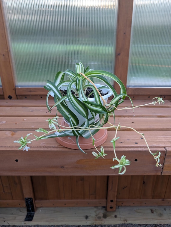 Curly Spider Plant “Bonnie”