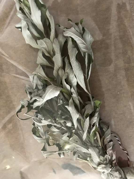 artemisia ludovician herb Estafiate Mugwort White Sagebush
