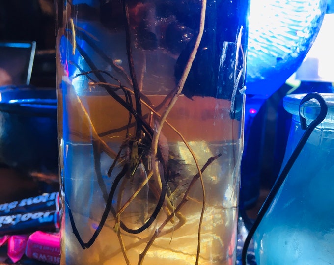 Spider Queen Oil