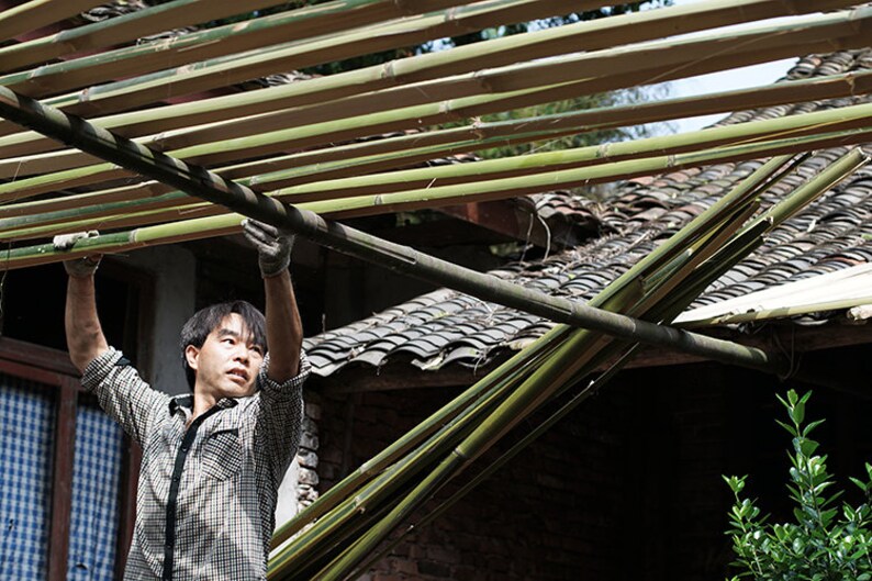 Puede incluir: Un hombre con una camisa a cuadros est&aacute; levantando un haz de ca&ntilde;as de bamb&uacute; para construir una estructura de techo. Las ca&ntilde;as de bamb&uacute; est&aacute;n apiladas unas sobre otras y son sostenidas por los brazos del hombre.