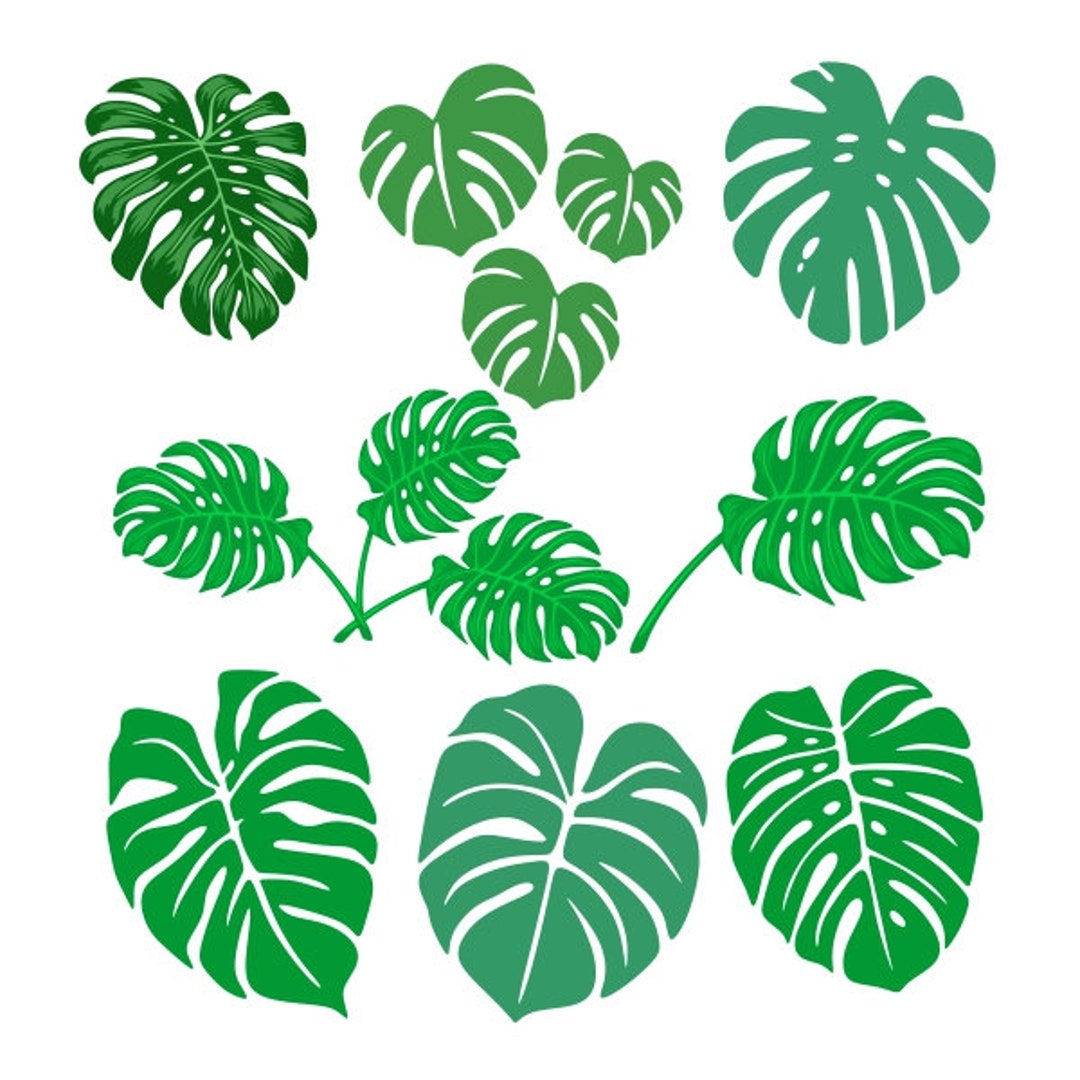 Cuttable Vector Image Monstera Leaves Cuttable Design PNG DXF SVG & eps File for - Etsy España