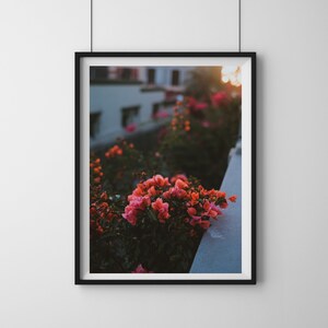 Mazatlán, México, Flores en las Calles, Fotografía, Arte de Pared, Impresión, Descarga Digital