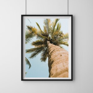 Palmeras en Mazatlán, México, Fotografía, Arte de pared, Impresión, Descarga digital