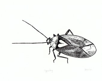 Lygus Bug, original contemporary fine art letterpress print