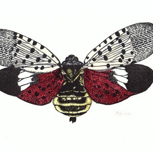 Spotted Lanternfly, handcolored, original contemporary fine art letterpress print