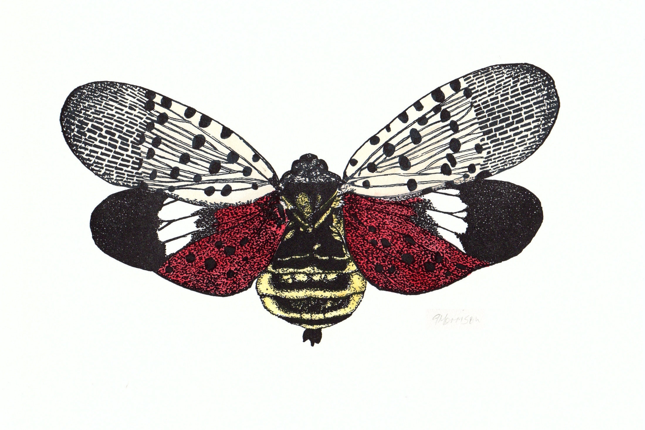 Spotted Lanternfly, Handcolored, Original Contemporary Fine Art