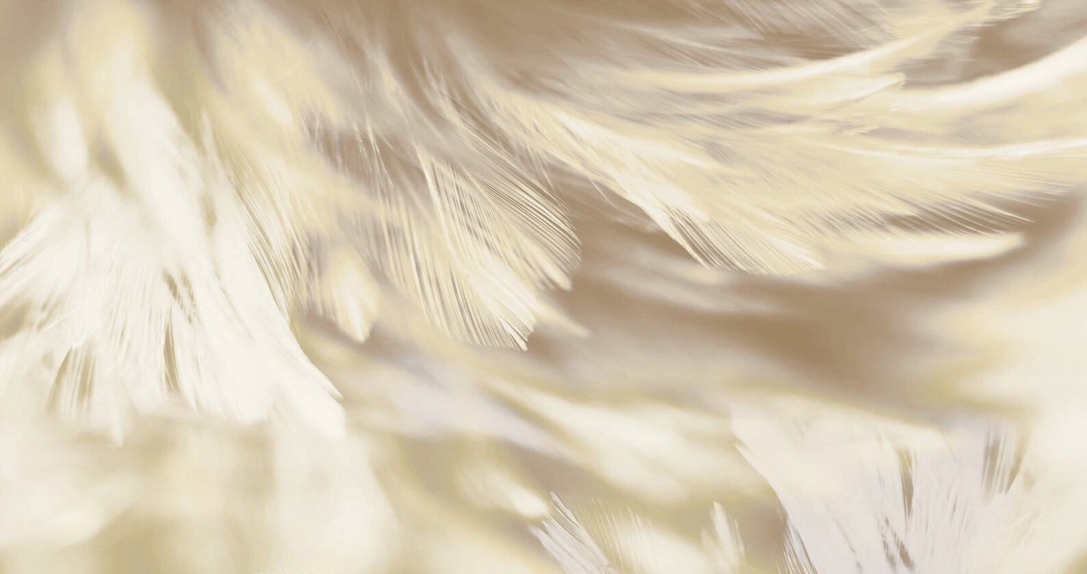 Feathers Wallpaper Wall Art Mural Feathers Wallpaper Self - Etsy