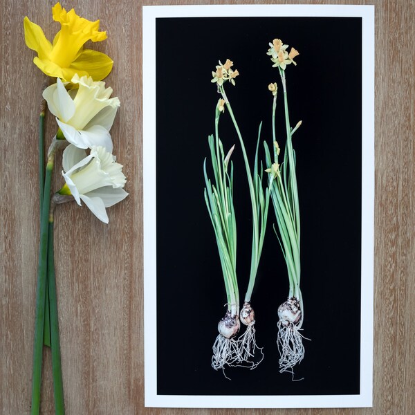 Daffodil Photograph