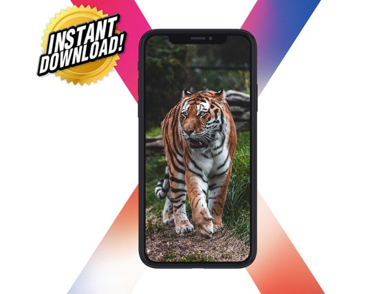 Tiger iphone HD wallpapers | Pxfuel