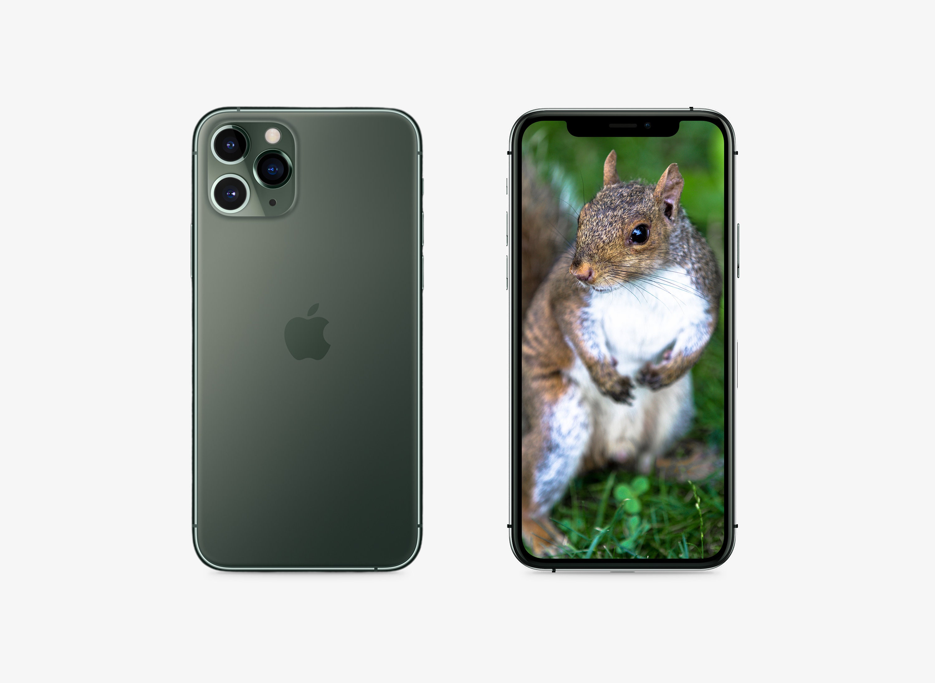 Iphone 11 Pro Hd Wallpaper Squirrel Wallpaper Iphone Iphone Etsy Iphone 11 Pro Hd Wallpaper Squirrel Wallpaper Iphone Iphone Etsy