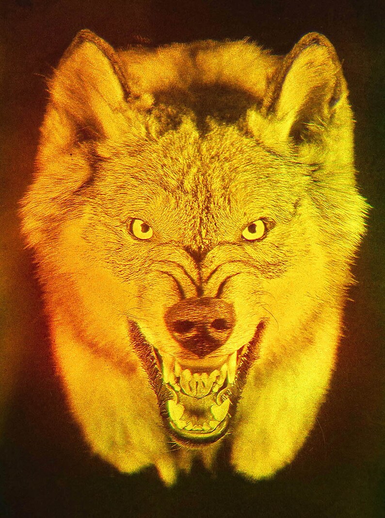 4x6 Wolf With Flashing Eyes 3D Laser Hologram Picture Etsy