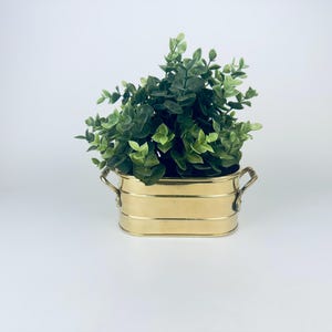 Peut inclure: Un pot ovale en or avec deux poignées, rempli de plantes vertes feuillues.