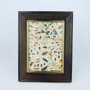 May include: A framed vintage insect chart print. The print features a detailed illustration of various insects in a grid layout, with a dark brown wooden frame and a gold-colored inner frame.