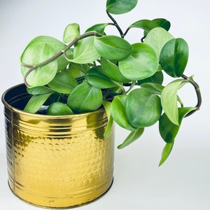 以下が含まれることがあります： 丸い葉を持つ緑色の観葉植物が、質感のある表面を持つ金色の金属製の鉢に植えられています。