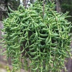 Fish hook cuttings