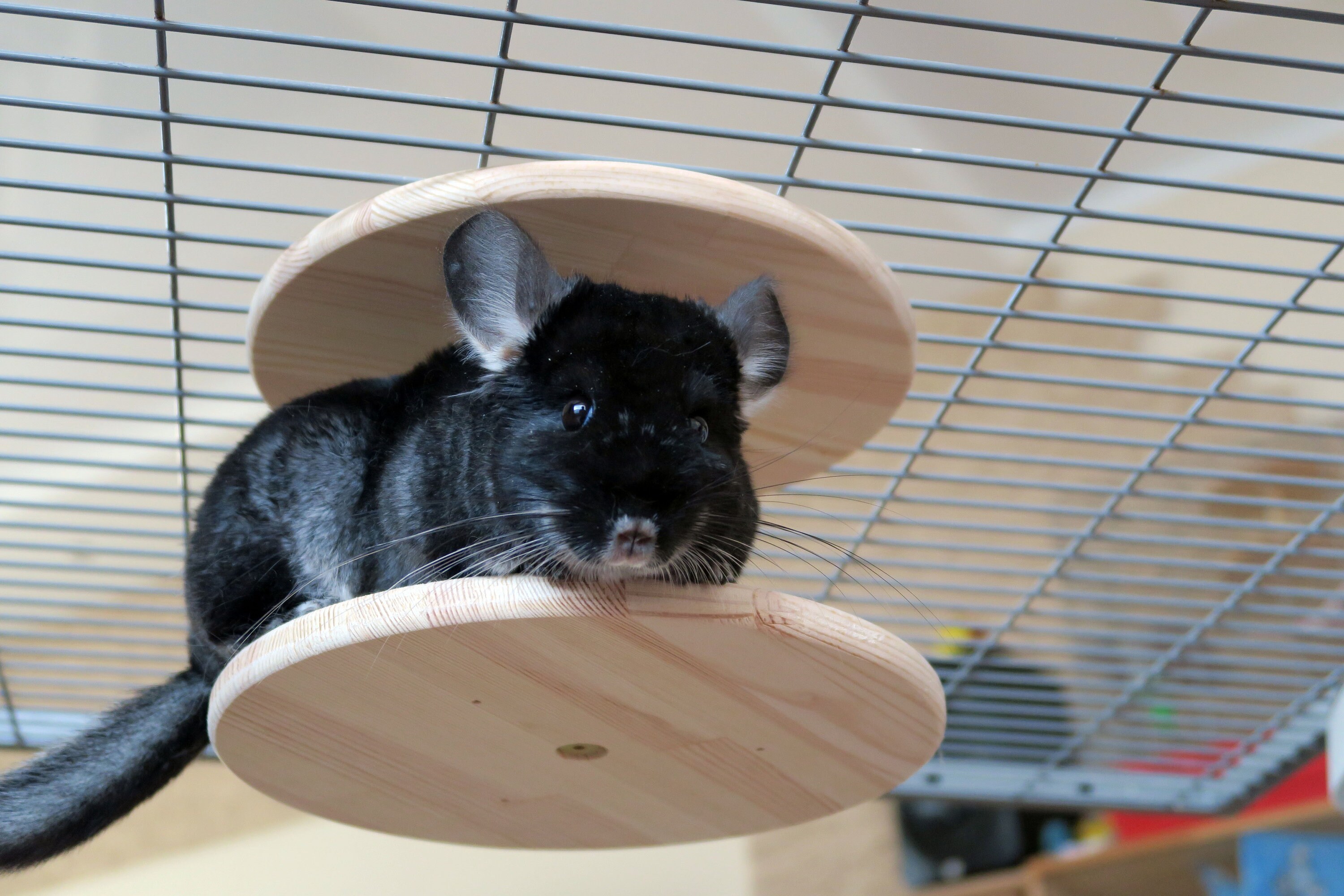 Chinchilla Ledge Double Sided 98'' Wide 248mm Etsy