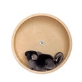 16" Chinchilla Running Wheel (41cm) – Sturdy Kiln-Dried Pine Silent Exercise Wheel, Wall-Mounted product logo