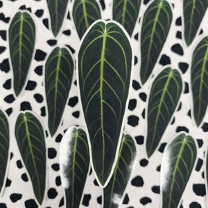 Autocollant anthurium Warocqueanum Houseplant