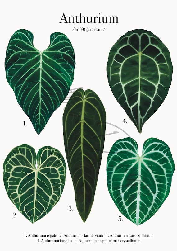 Anthurium Species Series - A4 Print