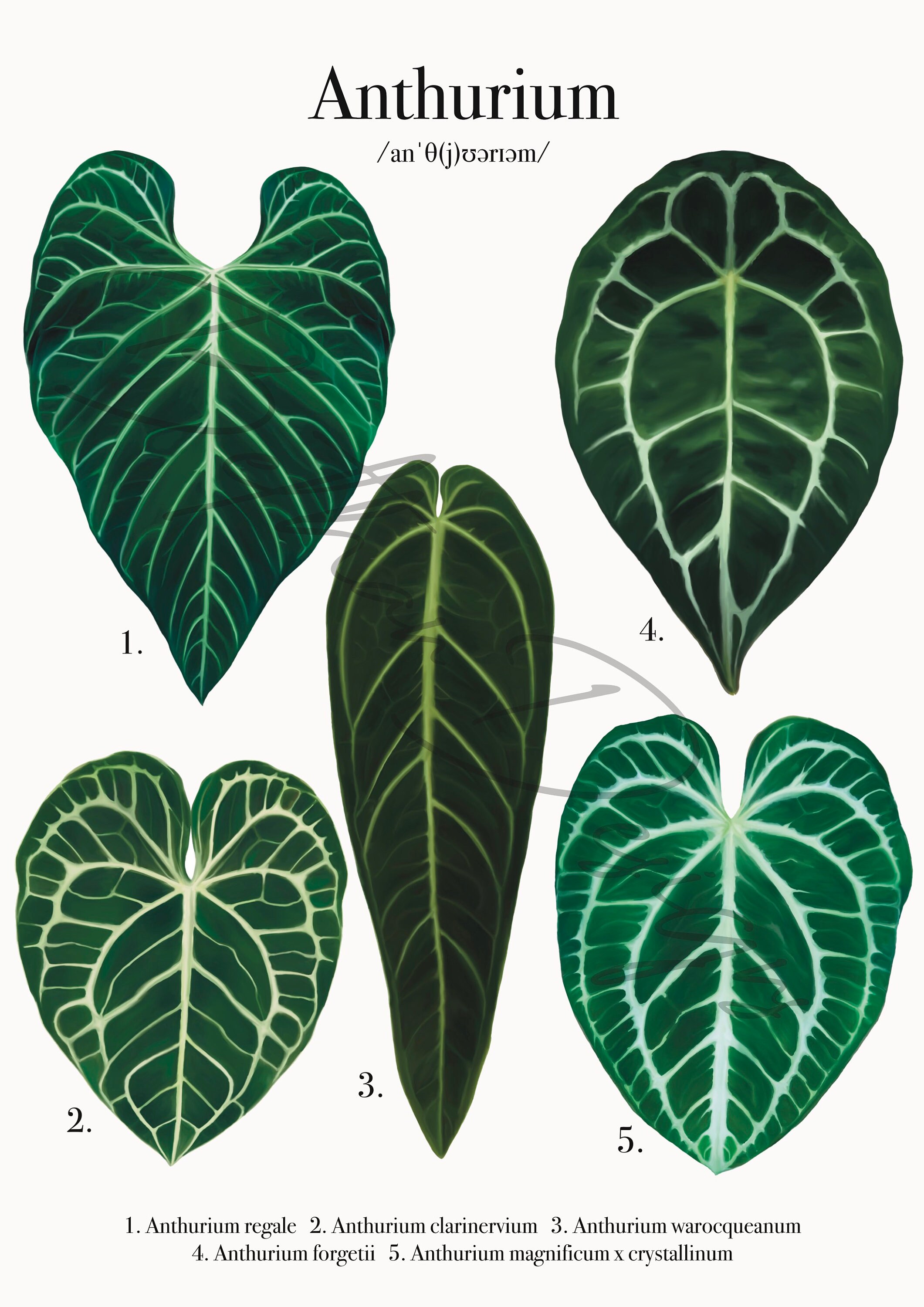 Anthurium Species Series - A4 Print - Etsy