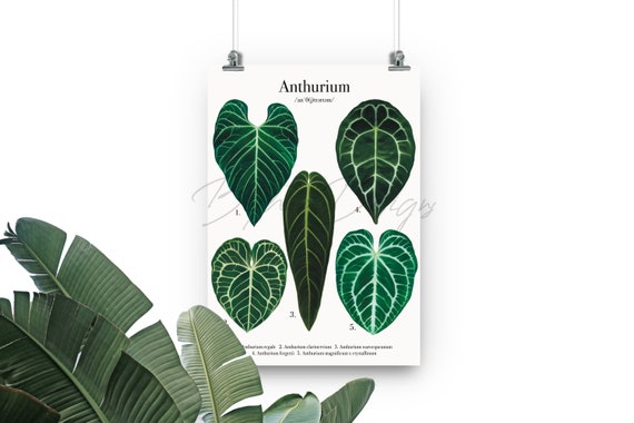 Anthurium Species Series - A4 Print