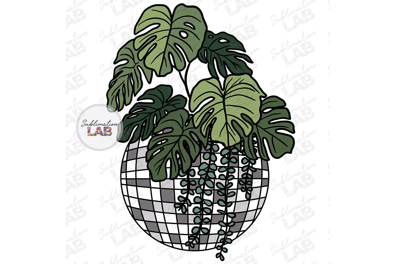 plant touch me not RARE Mimosa Pudica Plant~Touch-Me-NOT Plant~Sleepy Plant~Sensitive Pla –  Your Plant Bitch main image 0