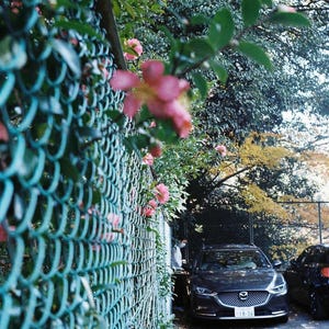 Contrail Film Camera - 35mm film photo from Olympus Trip 35 showing sharpness and exposure balance