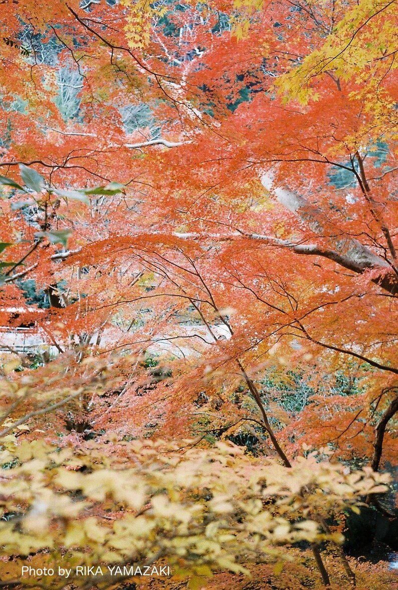 Contrail Film Camera - Olympus Trip 35 sample image – outdoor color film photography result