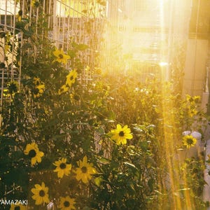 Contrail Film Camera - Sample photo taken with Olympus Trip 35 – natural light and fine detail capture