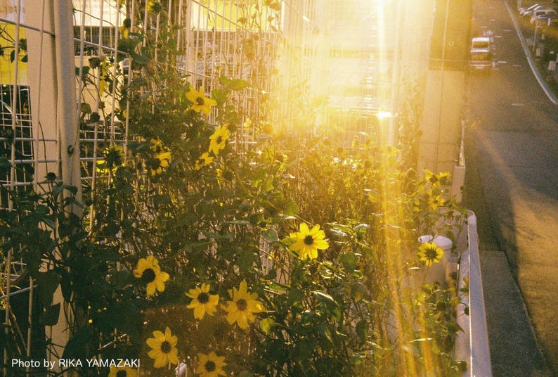 Contrail Film Camera - Sample photo taken with Olympus Trip 35 – natural light and fine detail capture