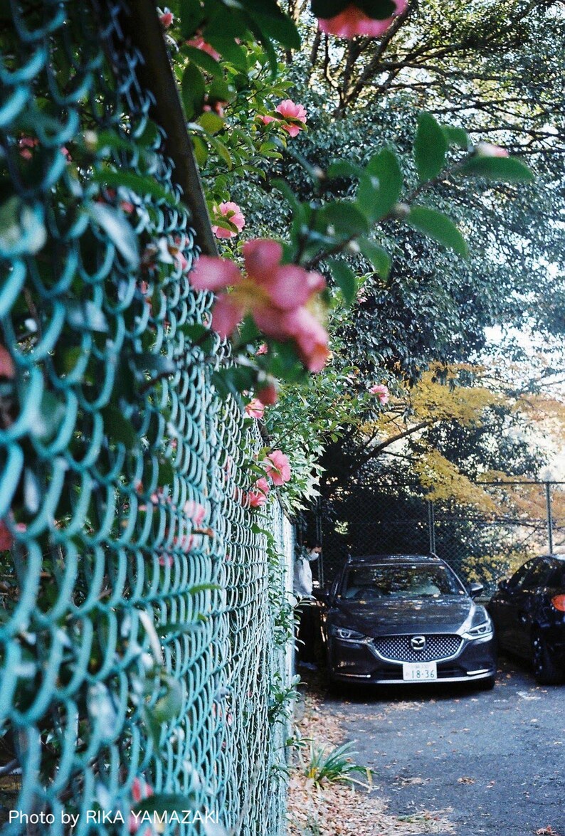 Contrail Film Camera - 35mm film photo from Olympus Trip 35 showing sharpness and exposure balance