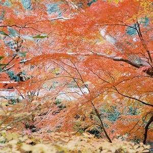 Contrail Film Camera - Olympus Trip 35 sample image – outdoor color film photography result