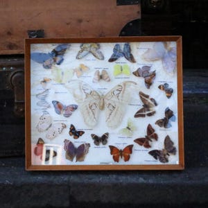 May include: A framed display of various butterflies, showcasing a diverse collection of colors and patterns. The butterflies are arranged on a light-colored background, each labeled with scientific names. The wooden frame adds a classic touch to this nature-themed display.