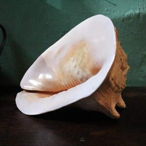 Puede incluir: Una gran caracola que presenta un interior liso y nacarado con tonos suaves de melocotón y crema. El exterior de la concha muestra una superficie texturizada y rugosa con crestas naturales y una coloración bronceada clara, con una amplia abertura.