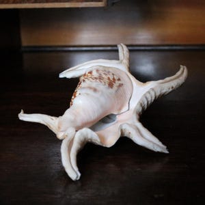 May include: A large spider conch shell featuring a smooth, pale cream-colored interior and a textured, tapered exterior with brown mottled patterns. The shell has several long, curved, finger-like projections extending from its outer edge.