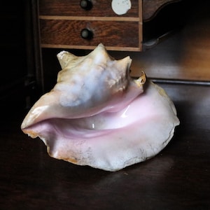 Könnte beinhalten: Eine große Muschel mit einer glatten, blassrosa Innenseite und einer strukturierten, cremeweißen und beigen Außenseite. Die Muschel hat eine Spiralform mit markanten Rippen und eine weite, offene Öffnung, die die zarte, hellrosa Färbung zeigt.