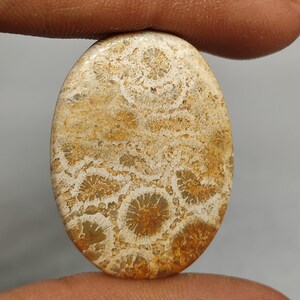 31X22X3 MM Ovale Form 25ct Natürliche braune fossile Koralle Cabochon Cabochon versteinerte Koralle Stein Heilung Edelstein für Schmuck G6979