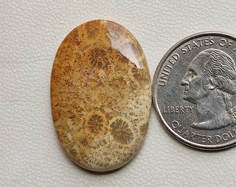 Natural brown fossil coral flatback cabochon bryozoan coral healing stone Indonesian fossil coral smooth polished gemstone for jewelry C6421
