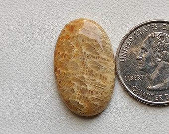 28X17X4 MM Fossil Coral Cabochon Polish handmade Designer Fossil Coral Gemstone Indonesian Fossil Coral Cabochon for Pendant Jewelry C5244