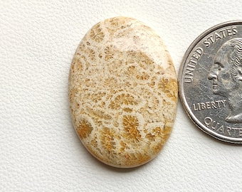 30X21X4 MM Oval shape 25ct Natural brown fossil coral cabochon bryozoan fossil coral loose stone smooth polished gemstone for jewelry C4566