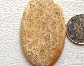 57X36X5 MM Fossil Coral Cabochon Oval Shape 100 Carat Natural Fossil Coral Cabochon Indonesian Fossil Coral Loose Gemstone for Jewelry C2736