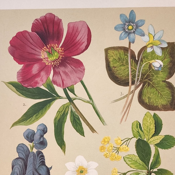 Vintage Botanical Book Print:  Floral (Monk's Hood, Common Peony, Liverwort, Wood Anemone, Barberry)