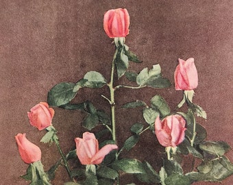 Vintage Botanical Book Print - American Beauty Rose