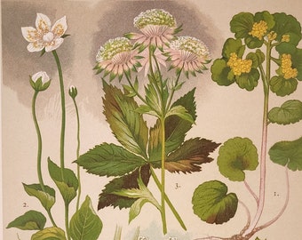 Vintage Botanical Book Print:  Flowering Perenials/Herbs