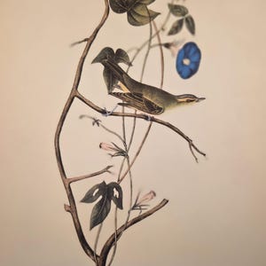 May include: A vintage botanical print featuring a small bird perched on a branch with leaves and a blue flower. The artwork has a cream-colored background and is an illustration of nature.