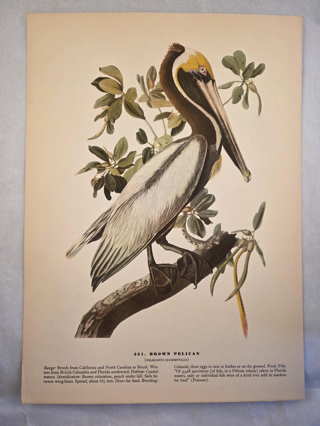 Vintage Print: "brown Pelican by John James Audubon - Etsy