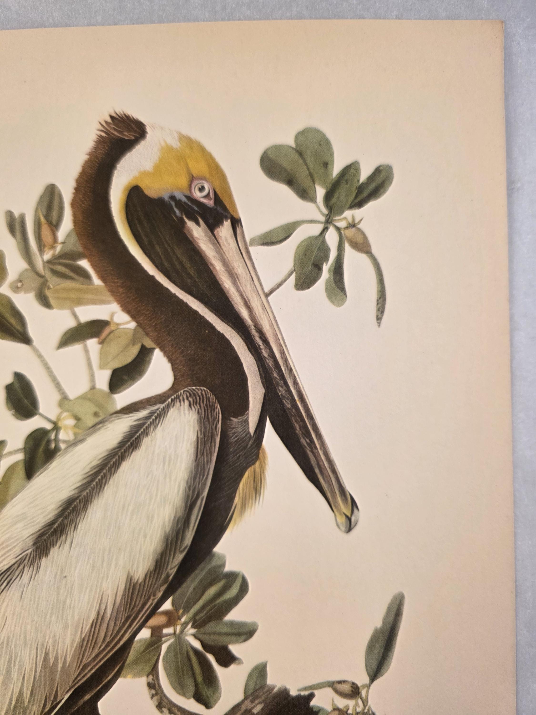 Vintage Print: "brown Pelican by John James Audubon - Etsy